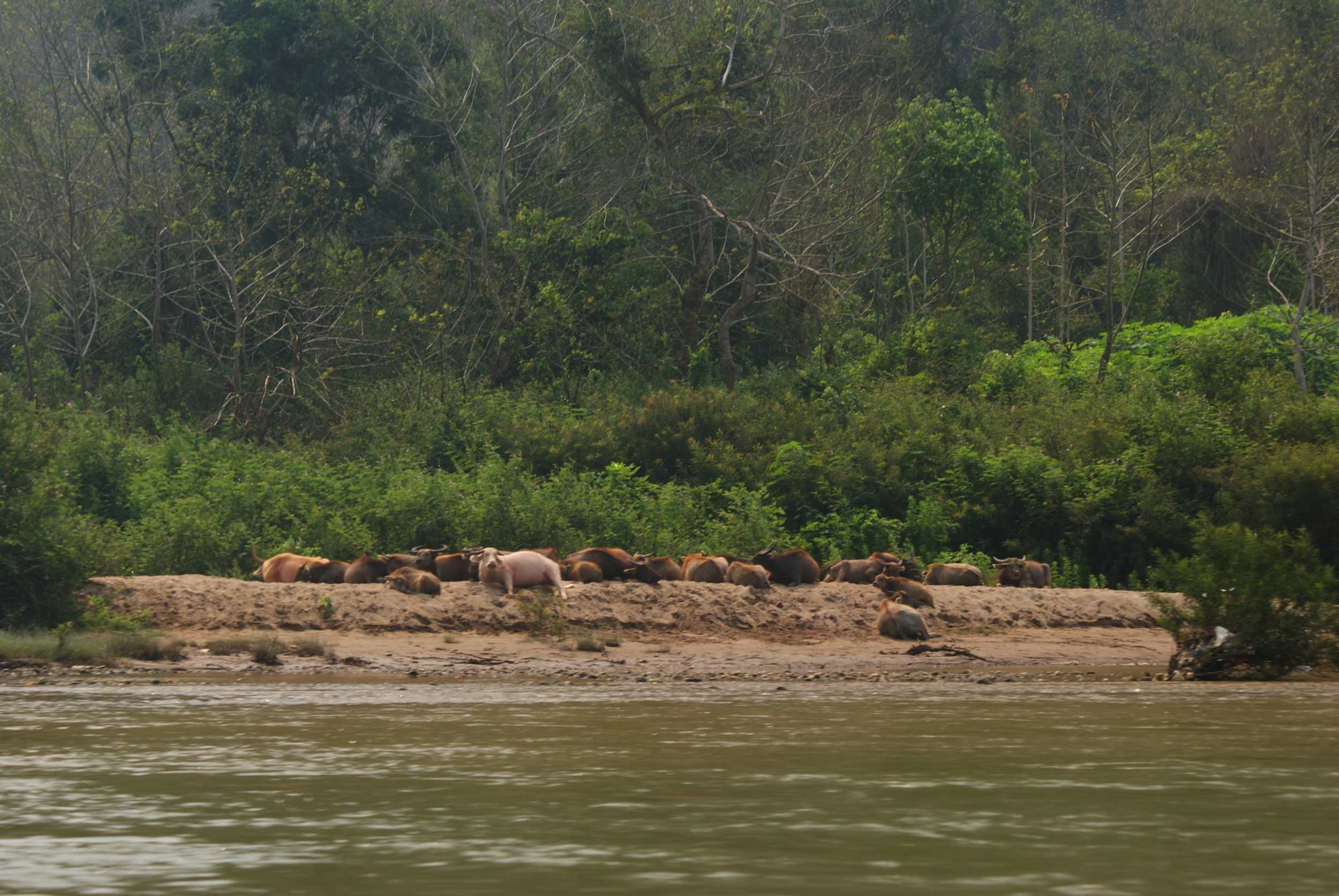 Water buffalo resting on the river bank