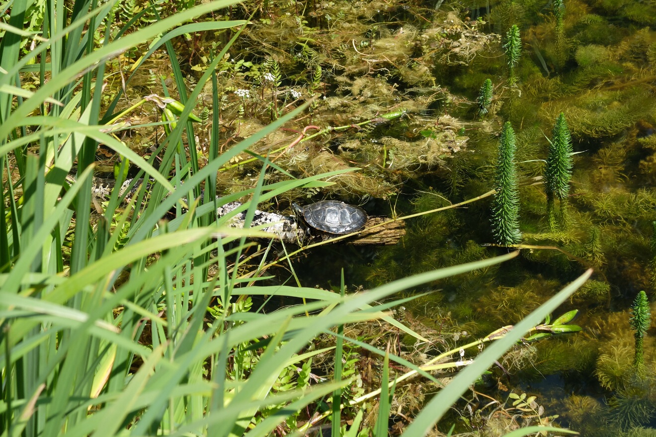 żółw wygrzewający się na kamieniu