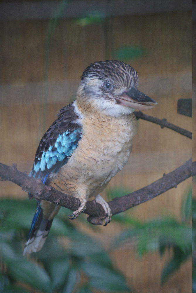 Jurong bird park