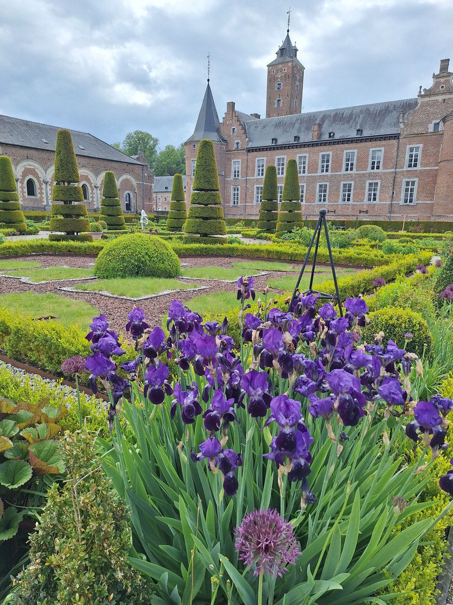 Purple irises blooming in the formal French garden of Alden Biesen castle, with clipped topiary cones and the castle towers behind