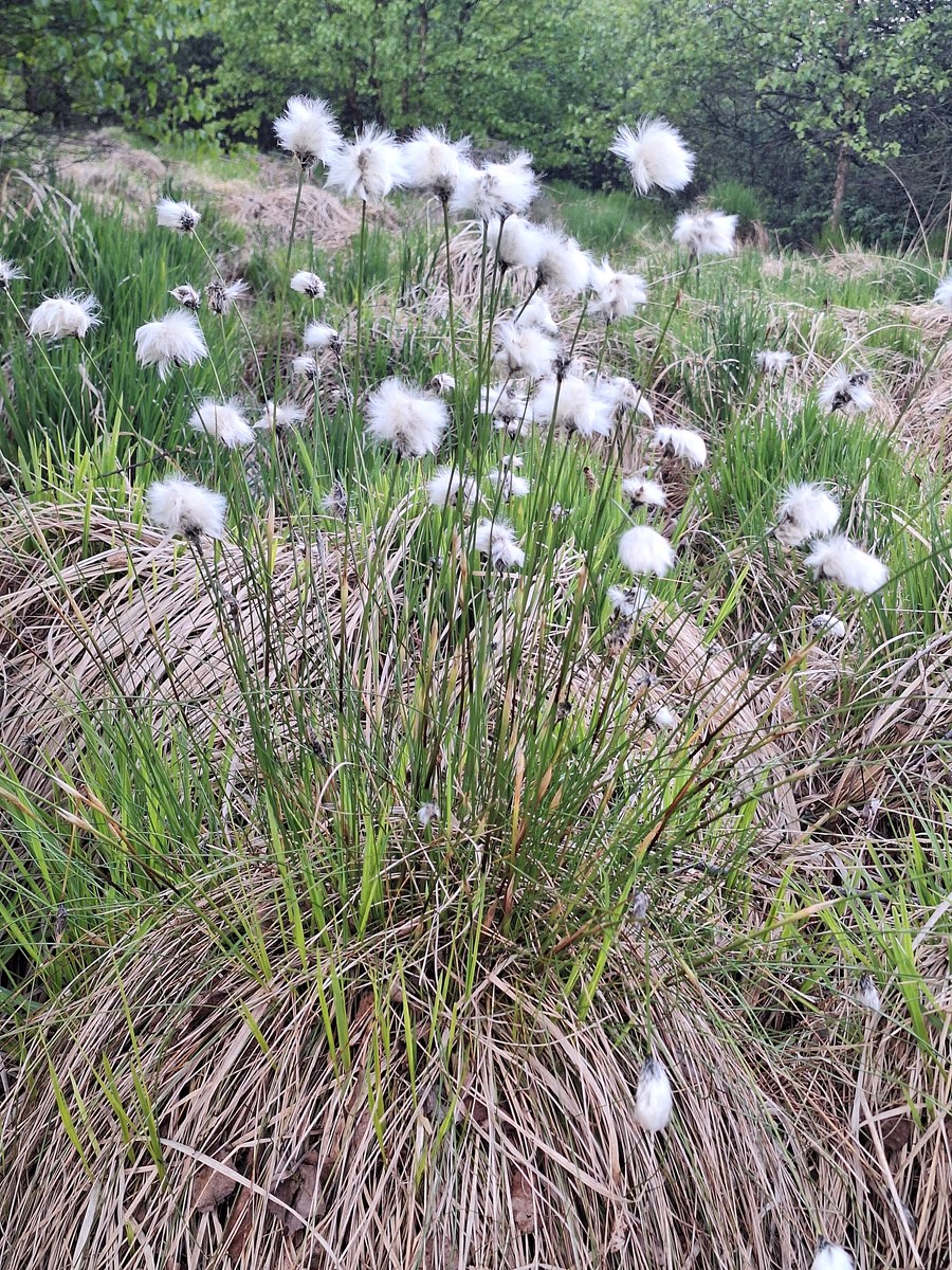 Fluffy white cotton grass seed heads growing among tussocks in the Hautes Fagnes wetland