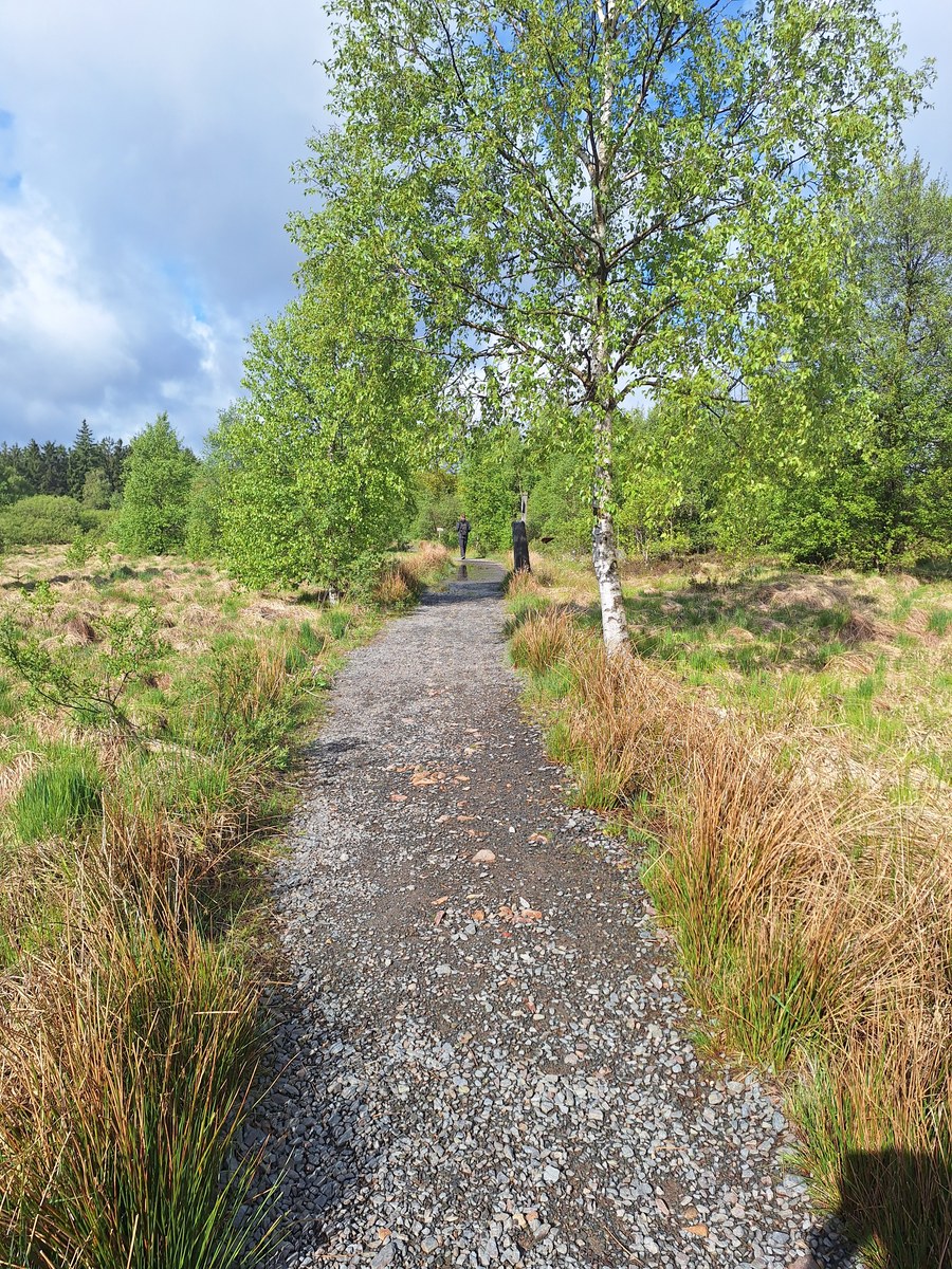 Gravel path through the open moorland of Hautes Fagnes, lined with birch trees and tall grasses
