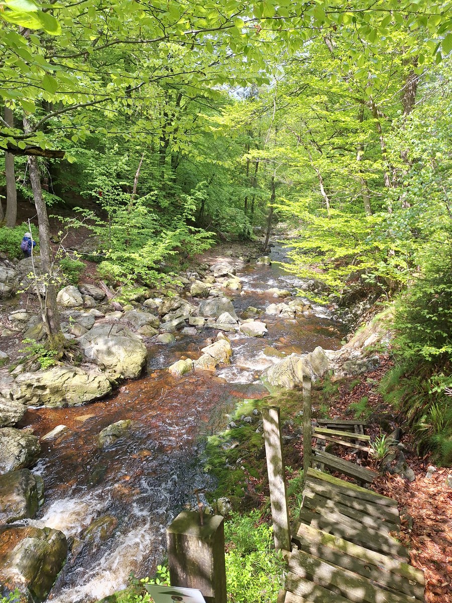 Rocky forest stream cascading over stones near wooden steps, with a hiker resting on the bank in Hautes Fagnes