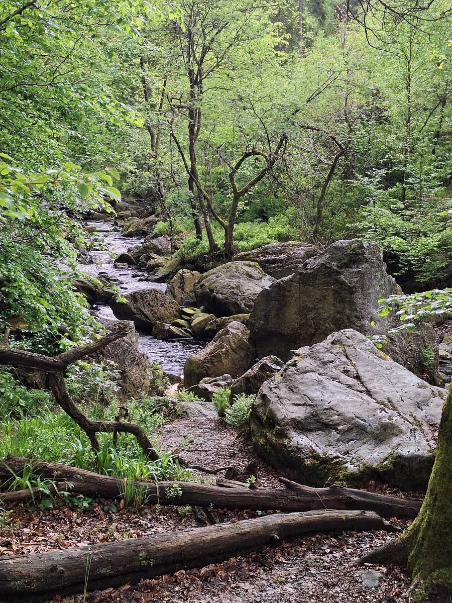 Boulder-strewn forest stream winding between mossy rocks and fallen logs in Hautes Fagnes