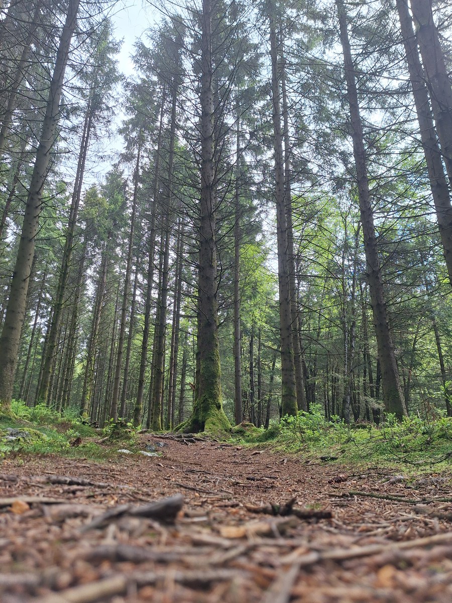 Sunlit path through a tall spruce forest with a soft carpet of needles and fallen branches