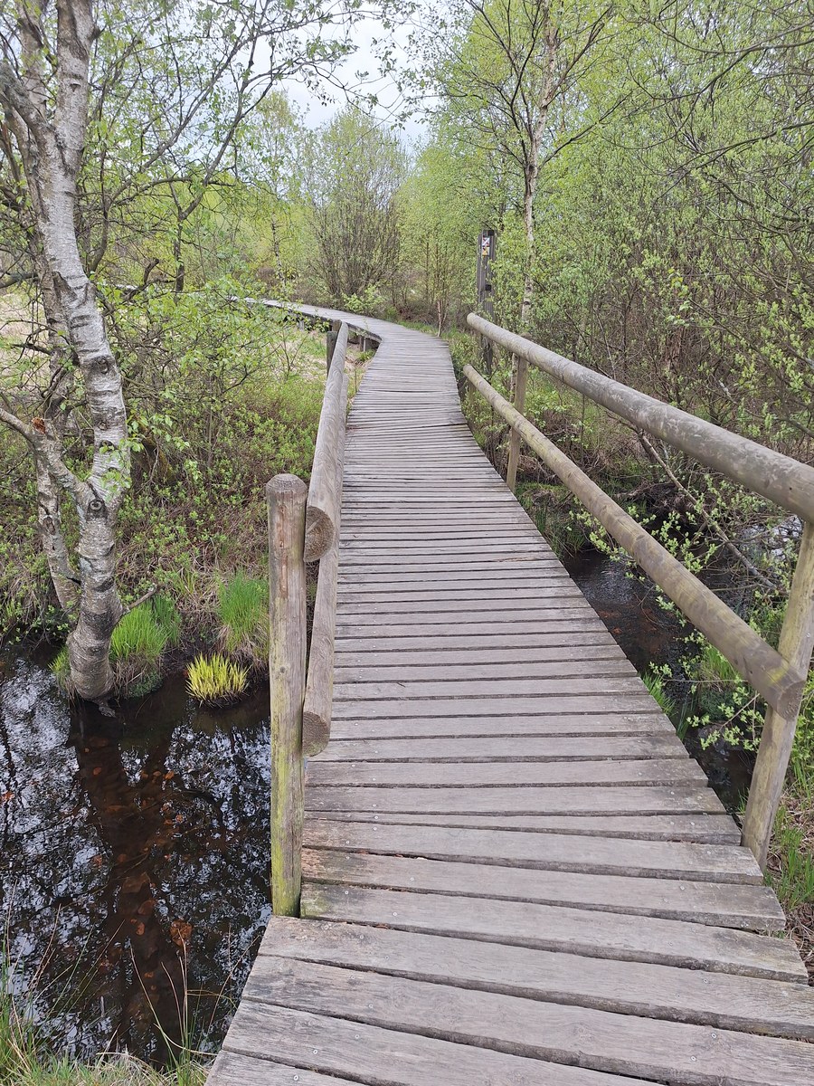Wooden boardwalk with railings crossing a dark peat stream lined with birch trees in Hautes Fagnes