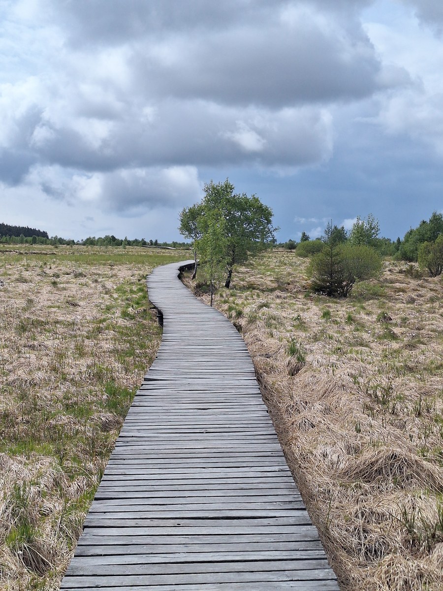 Wooden boardwalk curving through open moorland under a dramatic cloudy sky in Hautes Fagnes
