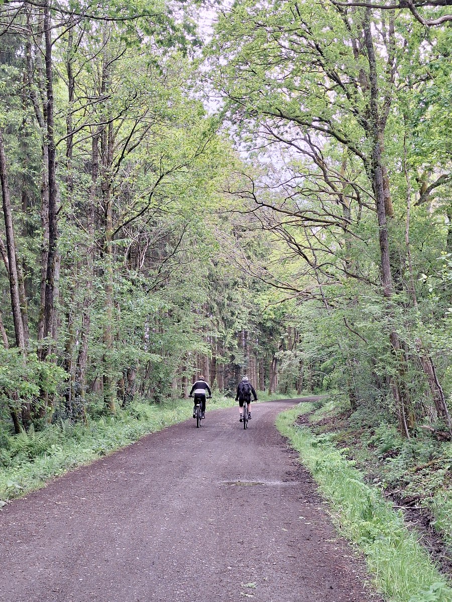 Two cyclists riding away down a quiet forest road lined with tall trees near Ninglinspo