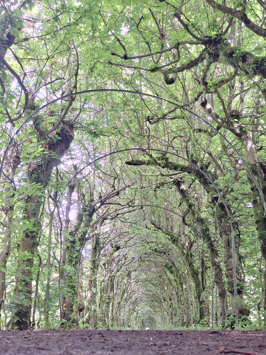 Tunnel of arched, intertwined hornbeam trees forming a green canopy over the path at La Charmille du Haut Marêt