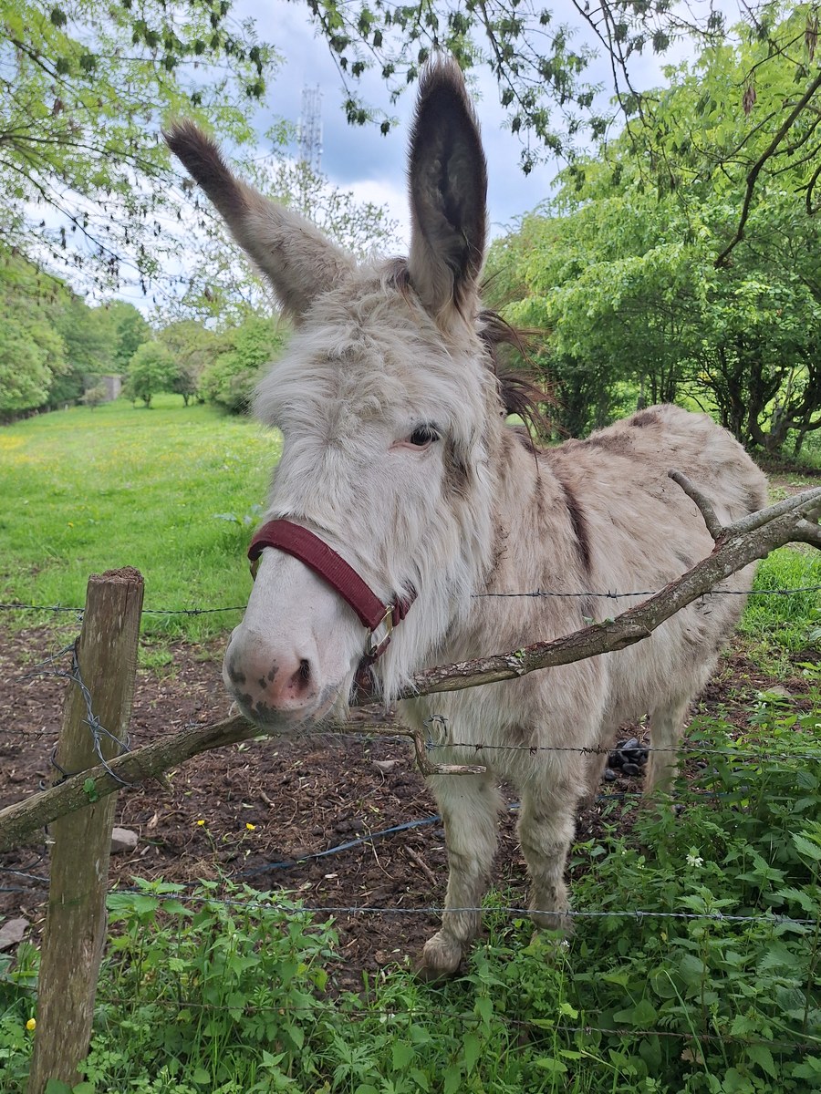 White donkey with a red halter looking over a fence in a green pasture at Heid Des Gattes
