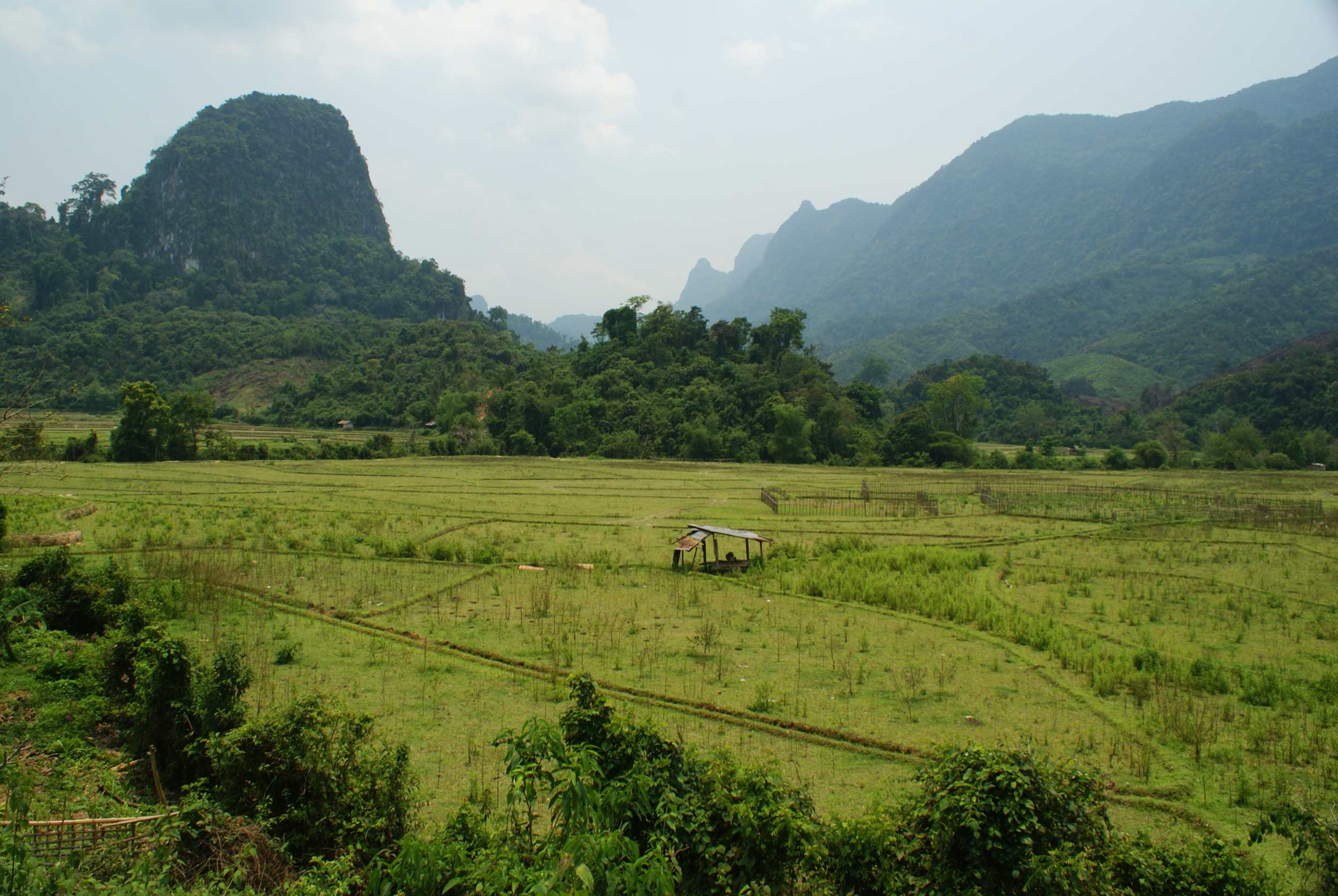 Rice paddies