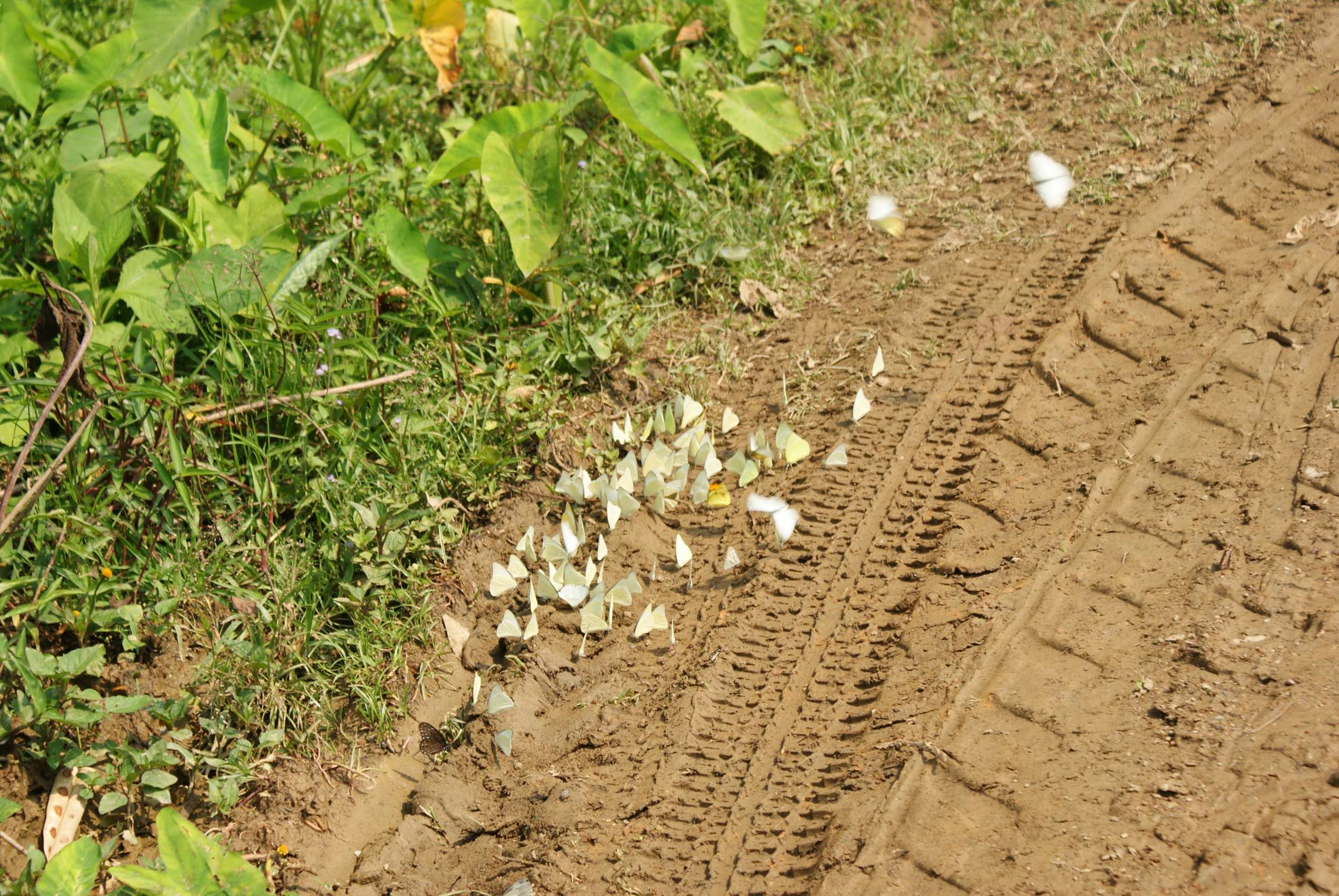 Butterflies were a frequent sight