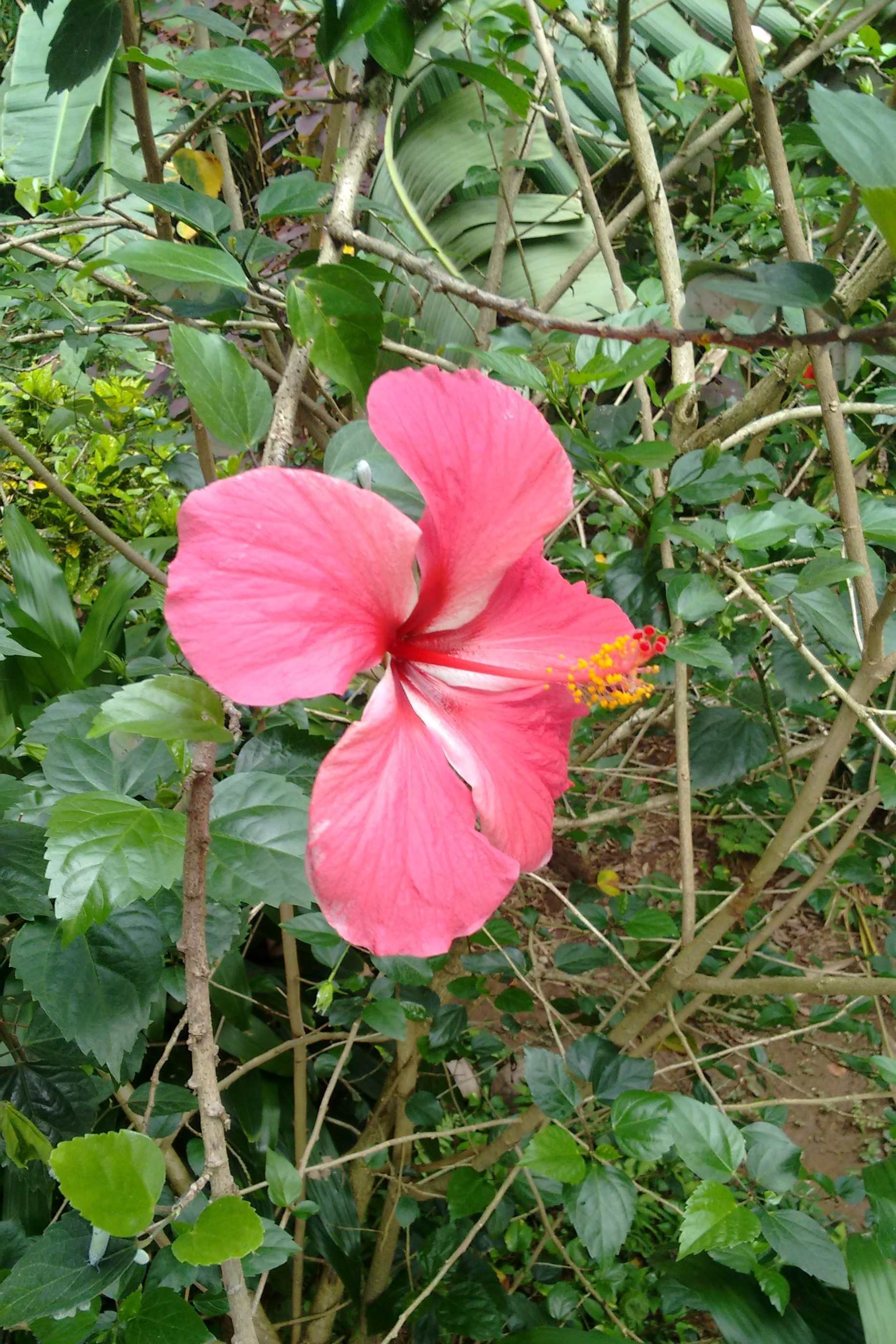 Local flora