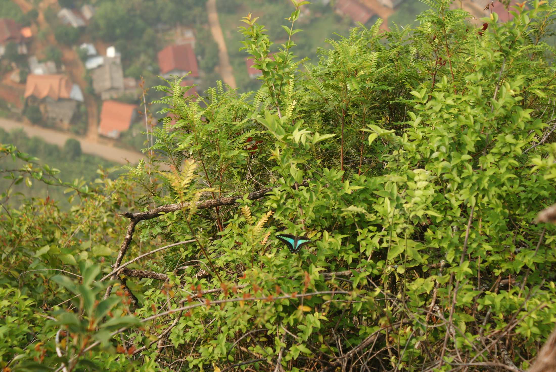 Beautiful butterflies were all around us