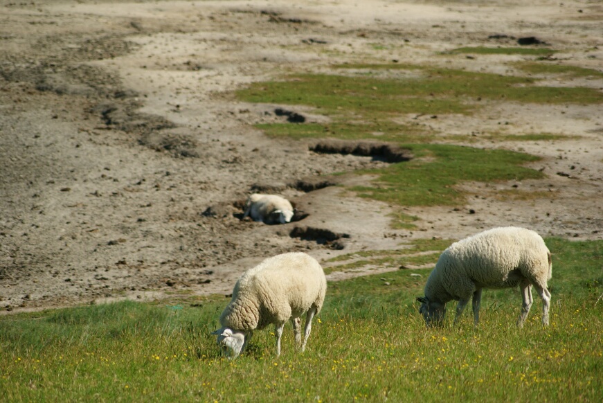 Zwarte Polder nature reserve