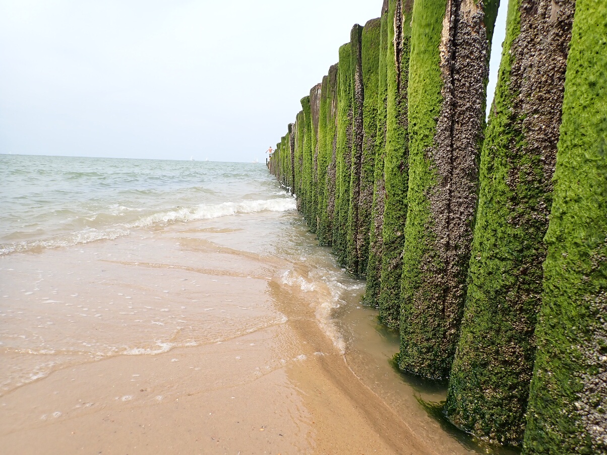 beach in the Nieuwvliet