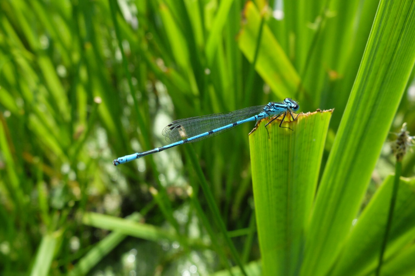 dragonfly on a leaf