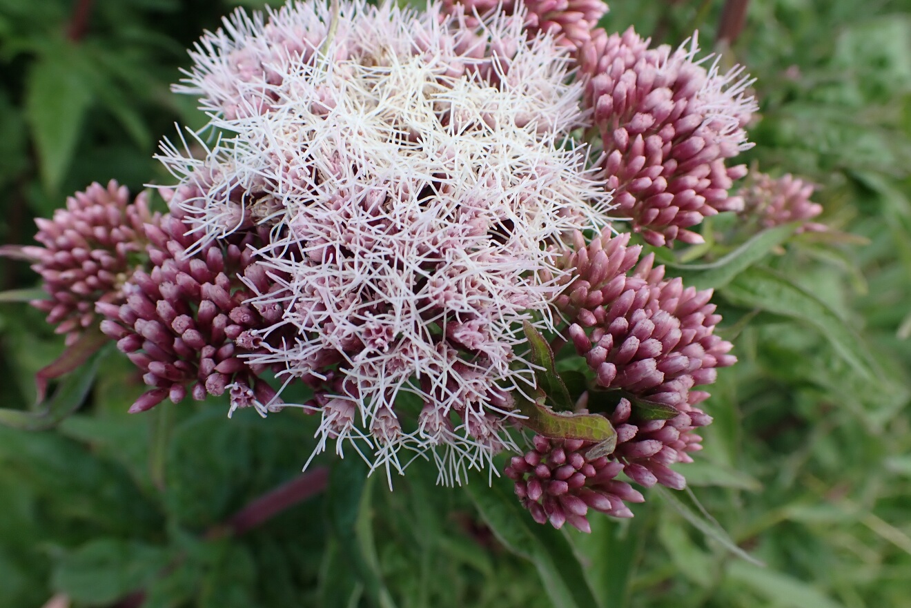 hemp-agrimony close up