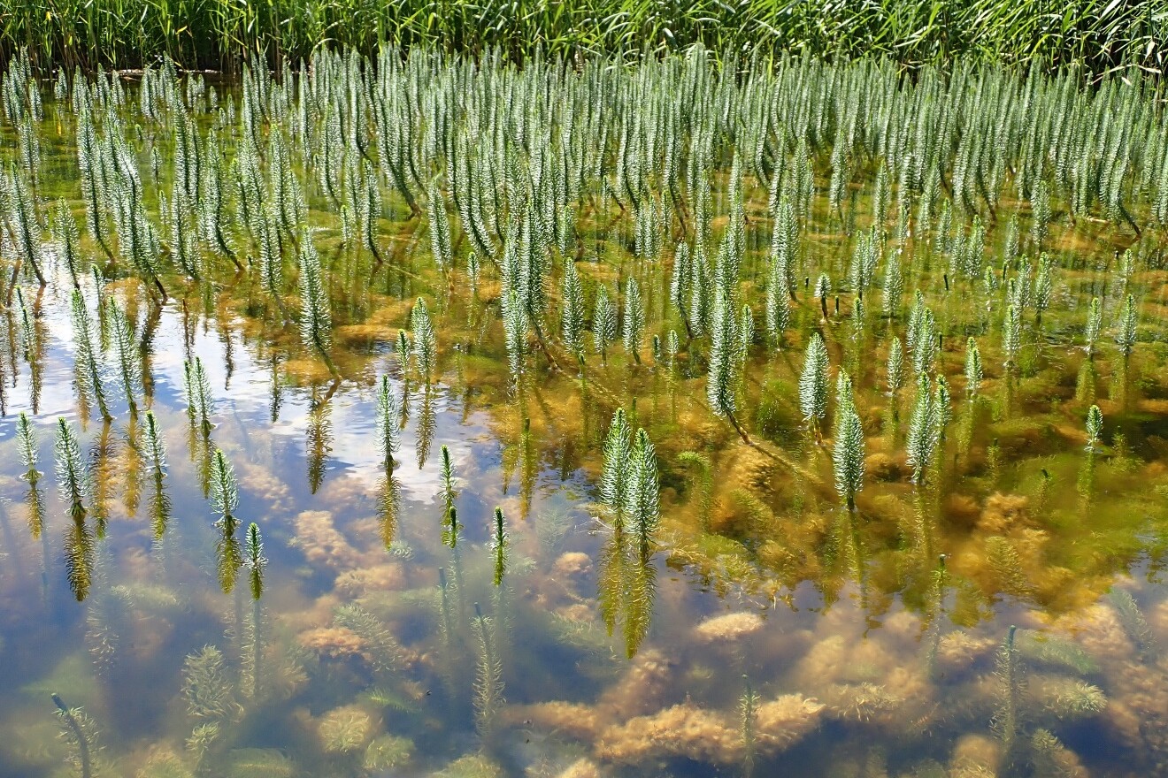 pond with interesting plants