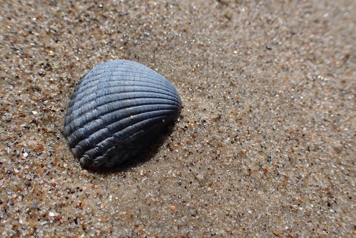 seashell close up