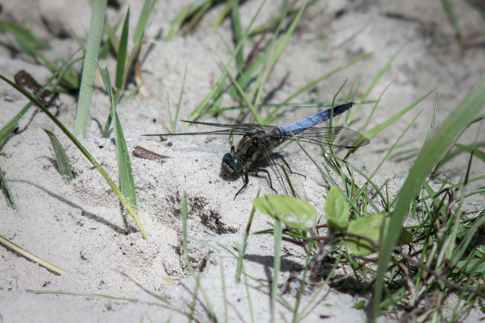 closeup of another dragonfly