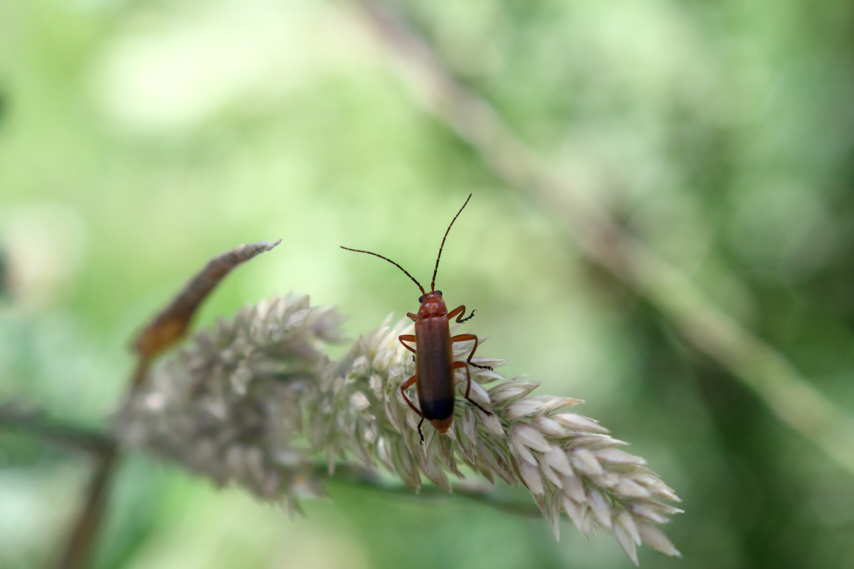 a tiny bug on a branch