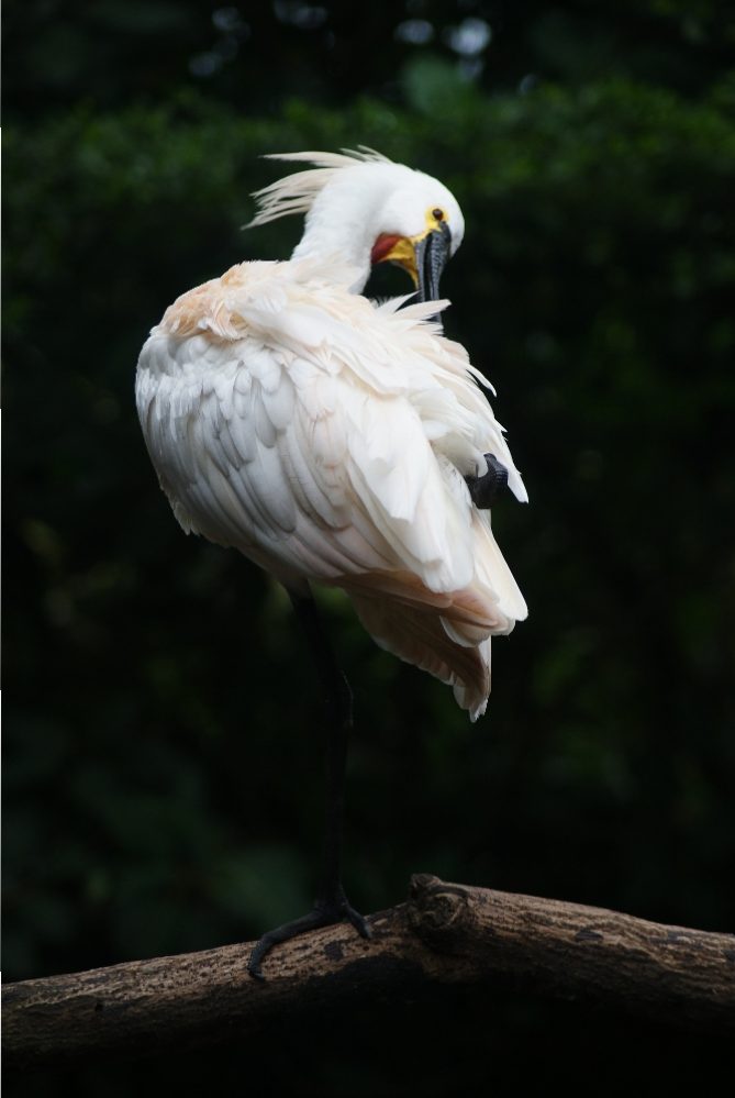 Jurong bird park